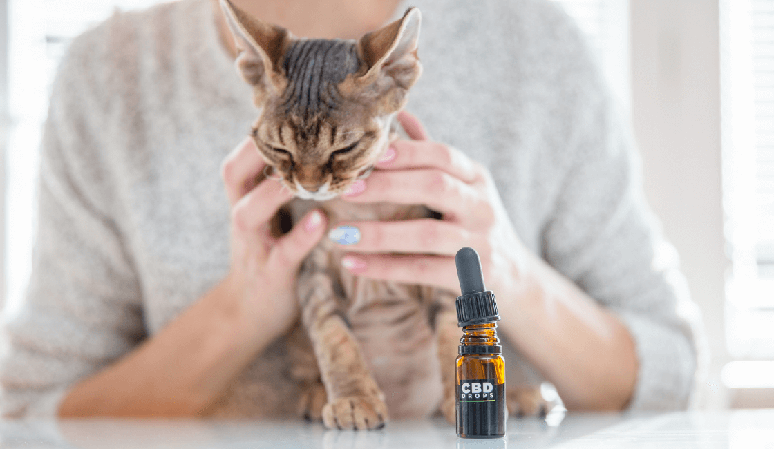 Aceites esenciales para mascotas inflamaciones gatos