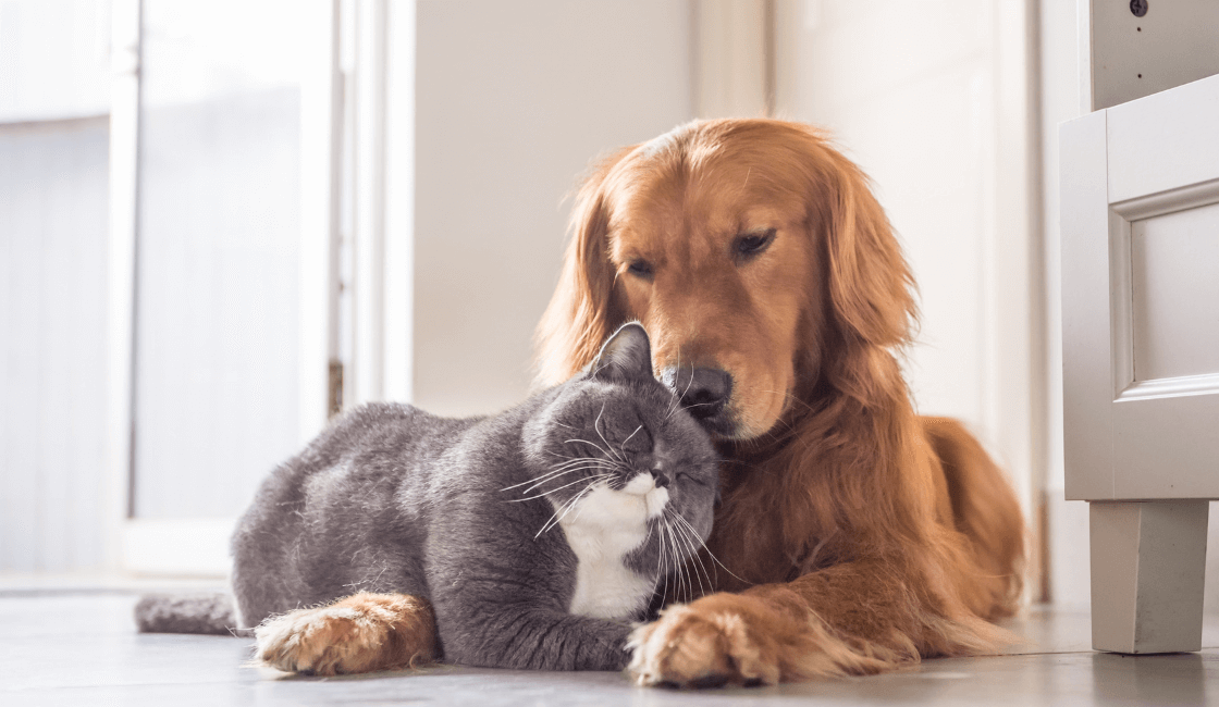 Aceites esenciales para mascotas piel perro gato