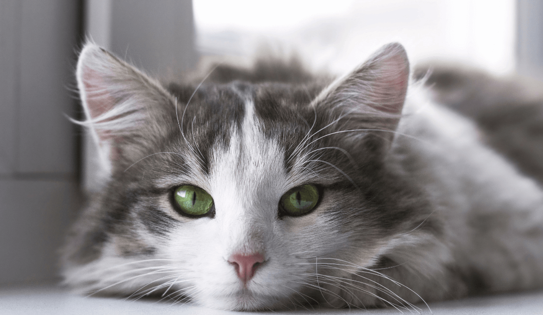 remedios naturales para gatos