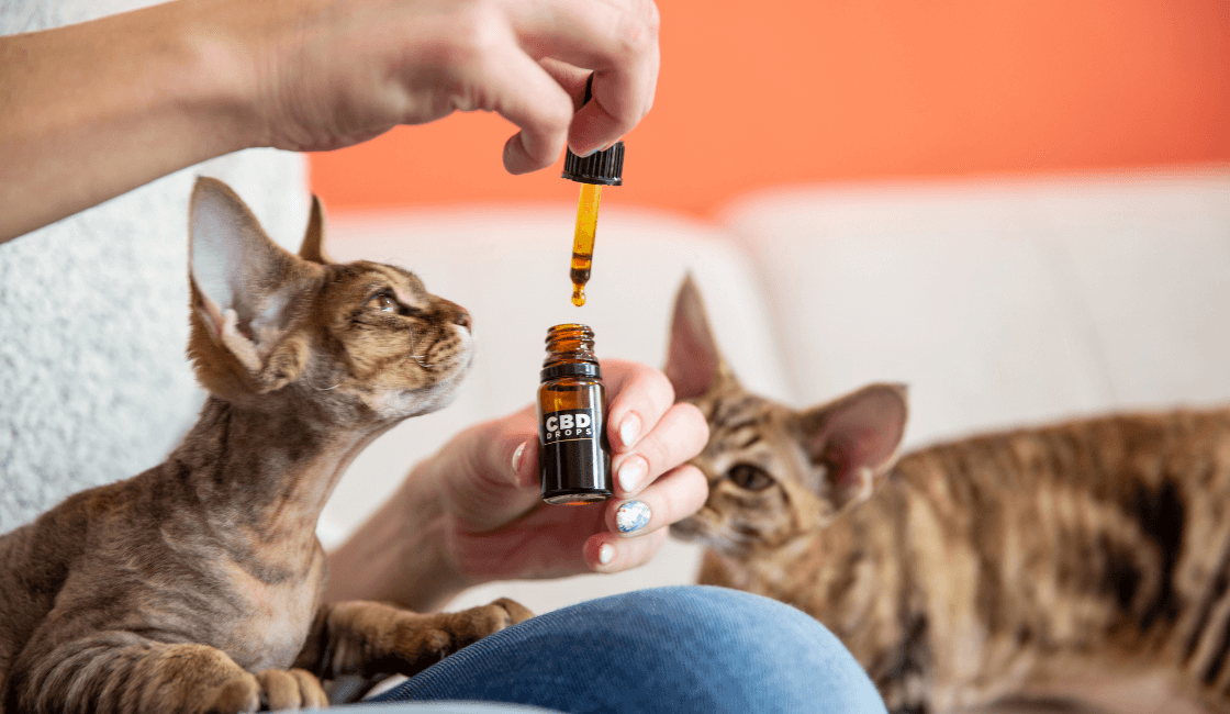 precauciones aceites esenciales para mascotas